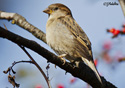 Passer domesticus